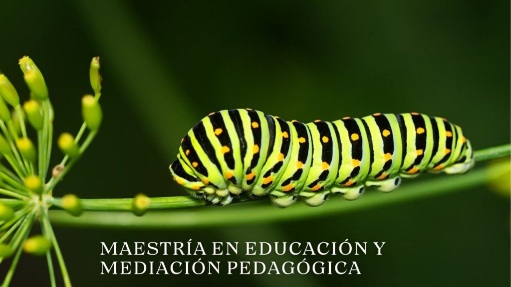 Maestria
